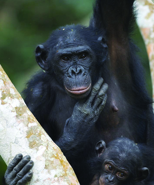 Sur la piste de nos cousins les bonobos