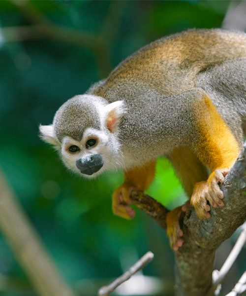 Primate dans la forêt guyanaise