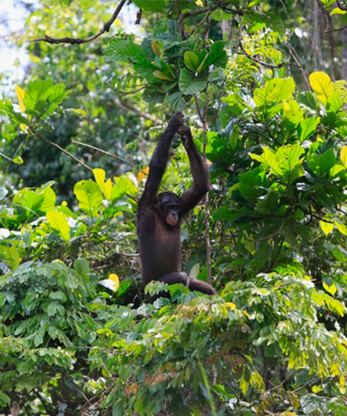 Le bonobo, notre plus proche cousin !