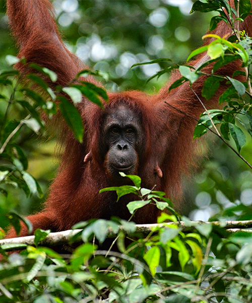 Orang-Outan dans la végétation à Bornéo