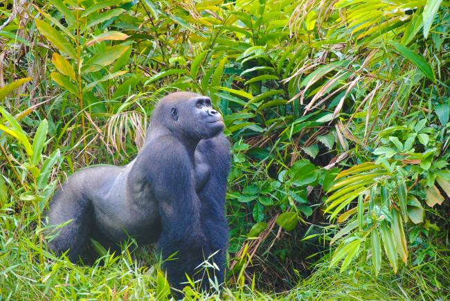 Gorille de forêt au Cameroun