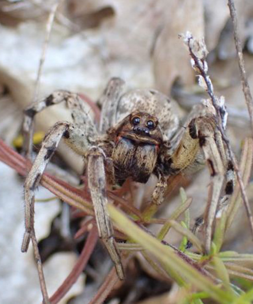 Le monde des araignées de Benjamin Carbuccia