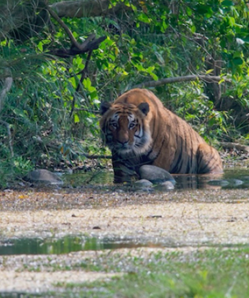 Découvrir le tigre au Népal
