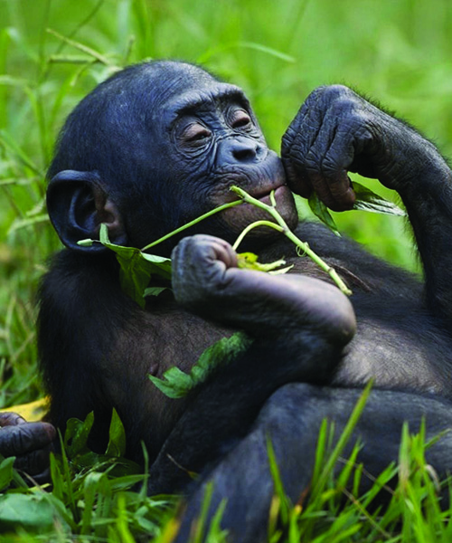 3 choses à savoir sur les bonobos