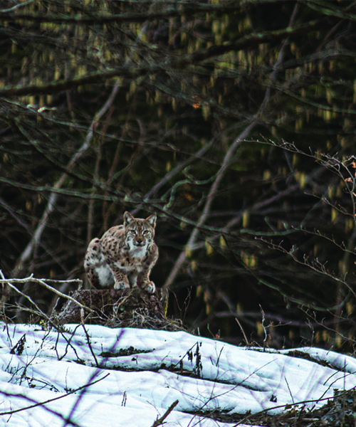 À pas feutrés derrière le lynx