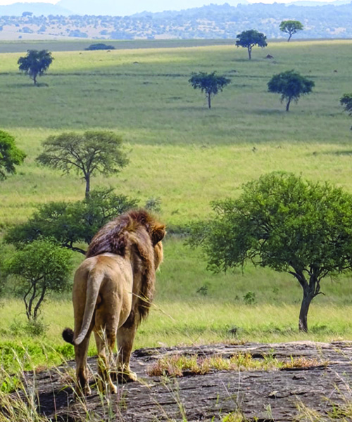 Ouganda : trois parcs nationaux incontournables