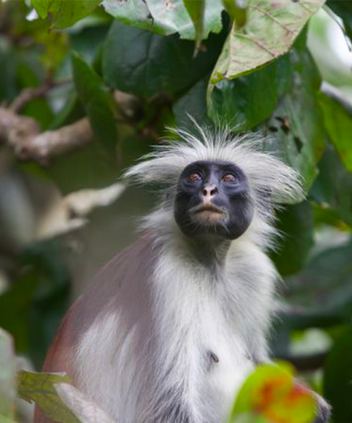 Nouveau programme : aventure animalière en Tanzanie