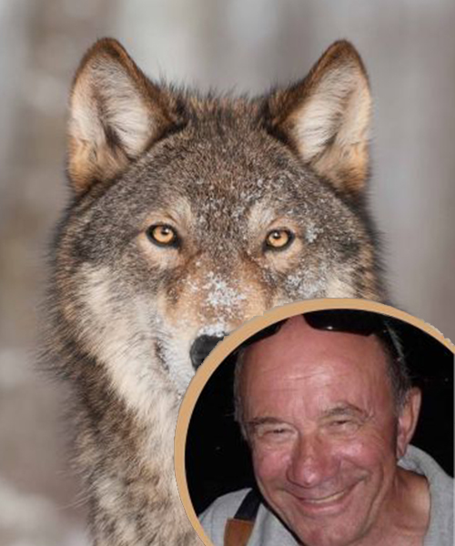 REPLAY | Sur les pas du loup avec Jacques Baillon