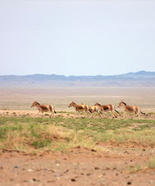 Hémiones de Mongolie © Anne-Camille Souris