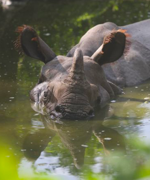 Rhinocéros © Renaud Fulconis