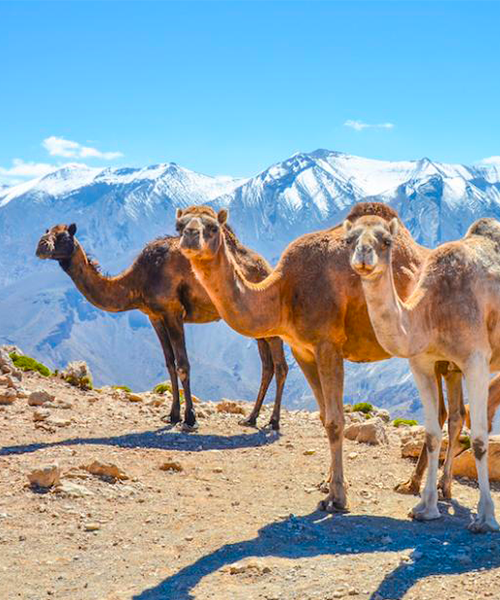 Grande traversée de l'Atlas marocain