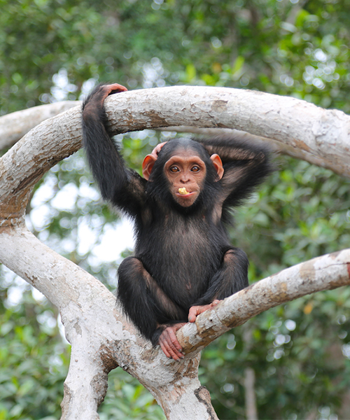 Chimpanzé au Congo