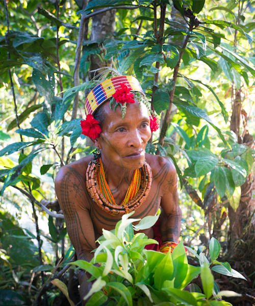 Mentawaï : des nouvelles de l’île indonésienne de Siberut