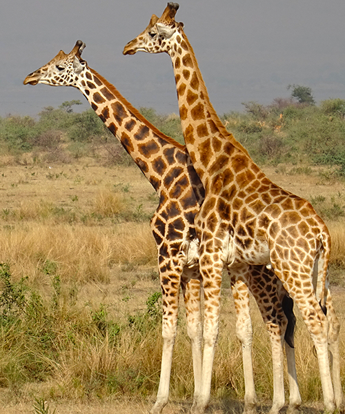 Girafes en Ouganda