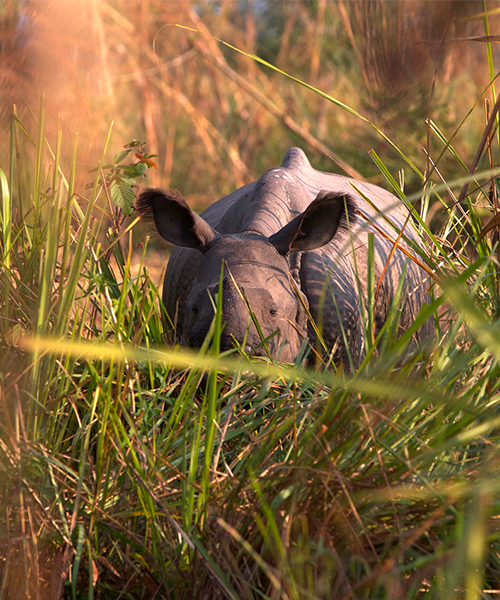 Rhinocéros au Népal