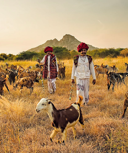 Bergers dans les monts Aravelli en Inde