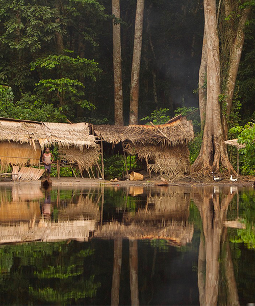 Immersion dans la forêt du bassin du Congo
