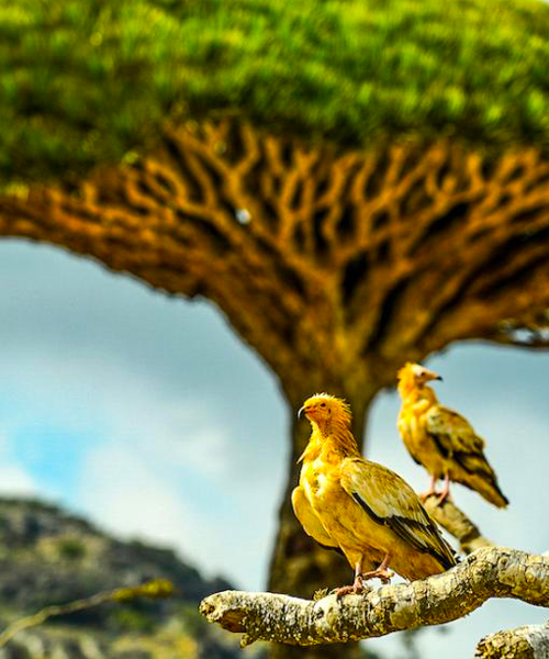 Rapaces à Socotra