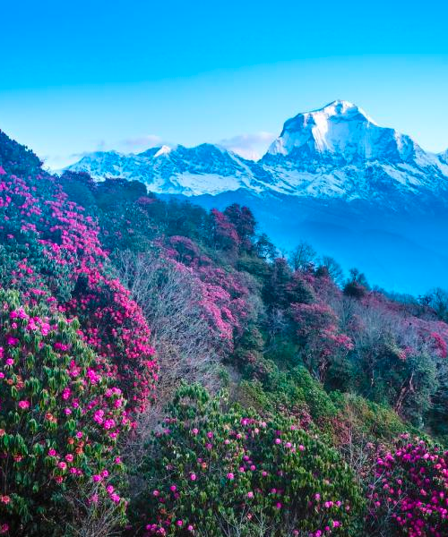 Le Népal au printemps