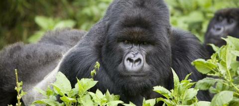 Préserver la biodiversité - Secret Planet