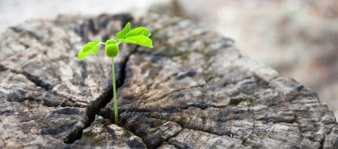 Développement durable - Secret Planet