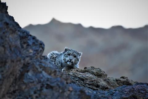 Panthère des neiges au Ladakh de Jigmet Dadul